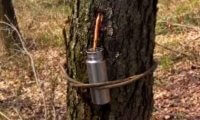 how to harvest emergency drinking water from a tree